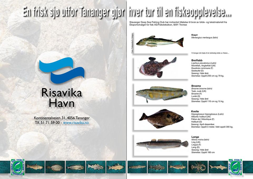 Dolgov Knurr Merlangius merlangus (latin) Vi trenger din hjelp til et skikkelig bilde av fisken...ir sjelden over 0,7 m og 4 kg, hunnfisken sjelden over 1 m og 13 kg.