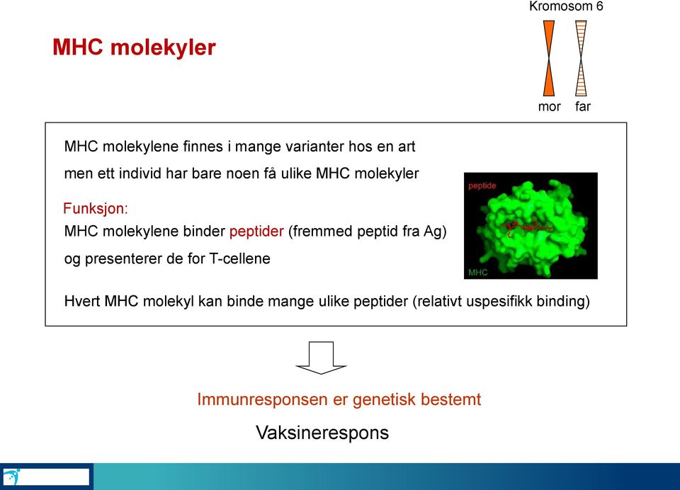 (fremmed peptid fra Ag) og presenterer de for T-cellene Hvert MHC molekyl kan binde mange