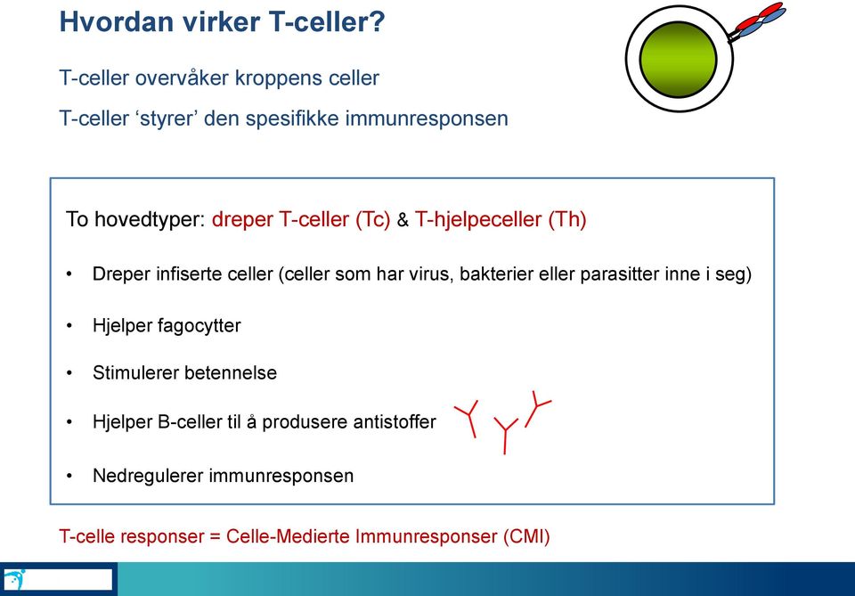 T-celler (Tc) & T-hjelpeceller (Th) Dreper infiserte celler (celler som har virus, bakterier eller