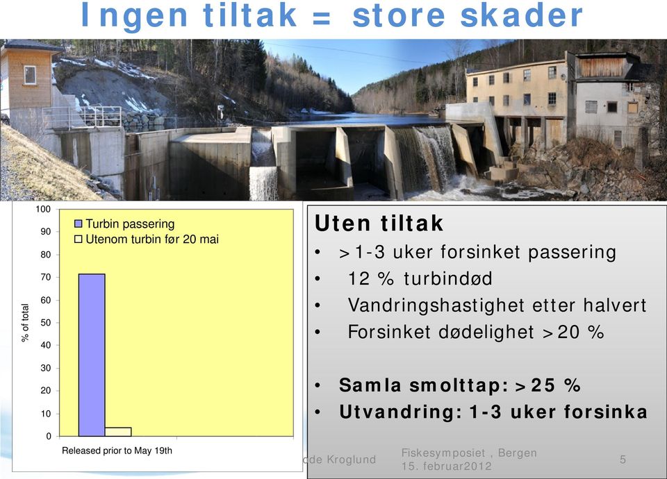 uker forsinket passering 12 % turbindød Vandringshastighet etter halvert