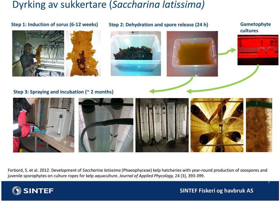 2012. Development of Saccharina latissima (Phaeophyceae) kelp hatcheries with year round production of