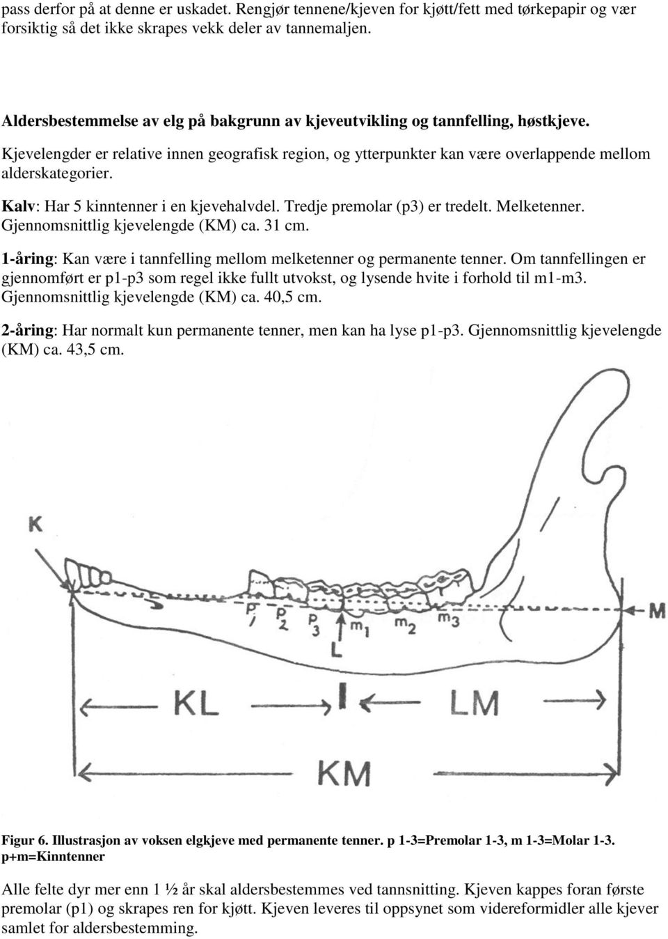 Kalv: Har 5 kinntenner i en kjevehalvdel. Tredje premolar (p3) er tredelt. Melketenner. Gjennomsnittlig kjevelengde (KM) ca. 31 cm.