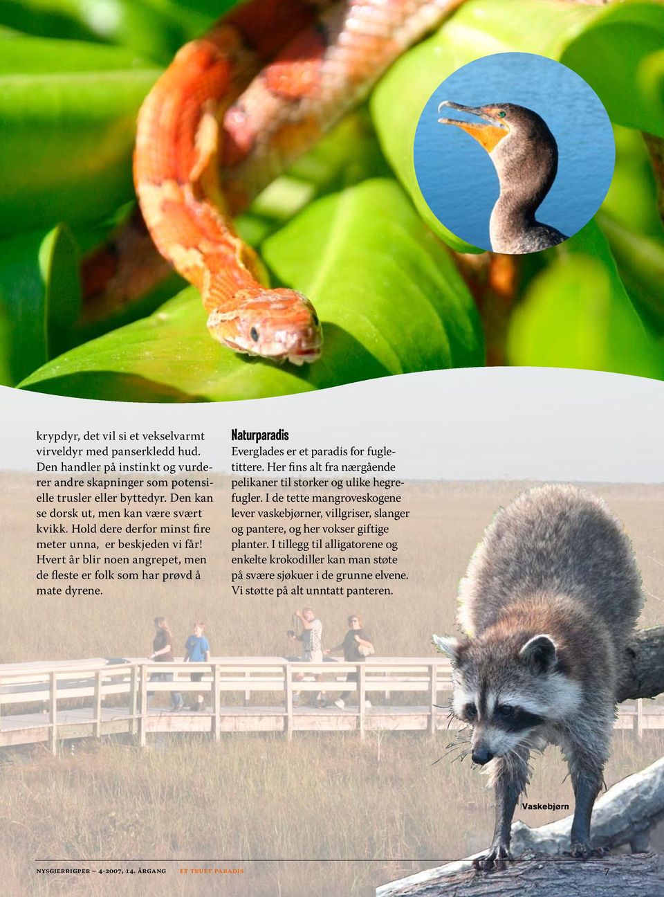 Medlemsblad for Nysgjerrigper, årgang. Himmelens øyne. Everglades et truet  paradis - PDF Gratis nedlasting