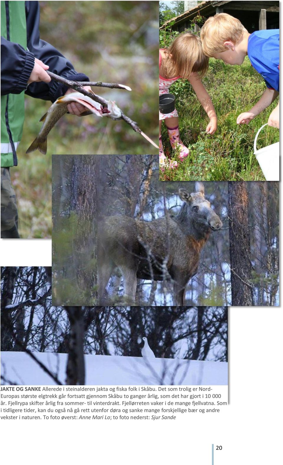 000 år. Fjellrypa skifter årlig fra sommer- til vinterdrakt. Fjellørreten vaker i de mange fjellvatna.