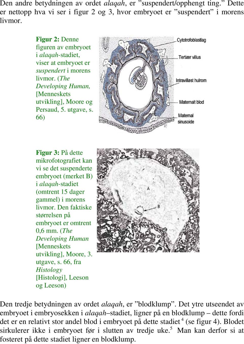 66) Figur 3: På dette mikrofotografiet kan vi se det suspenderte embryoet (merket B) i alaqah-stadiet (omtrent 15 dager gammel) i morens livmor. Den faktiske størrelsen på embryoet er omtrent 0,6 mm.