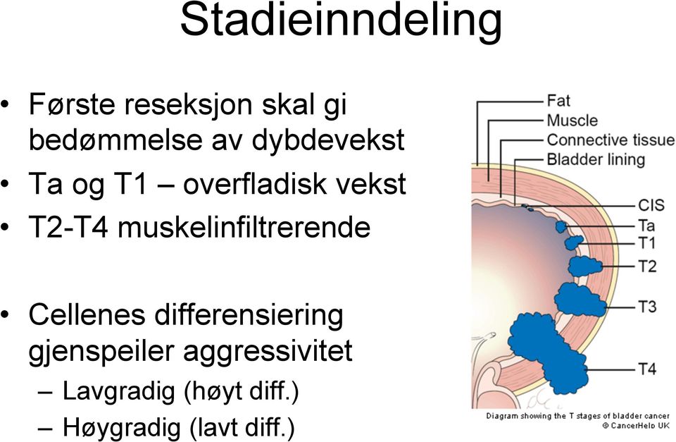 muskelinfiltrerende Cellenes differensiering