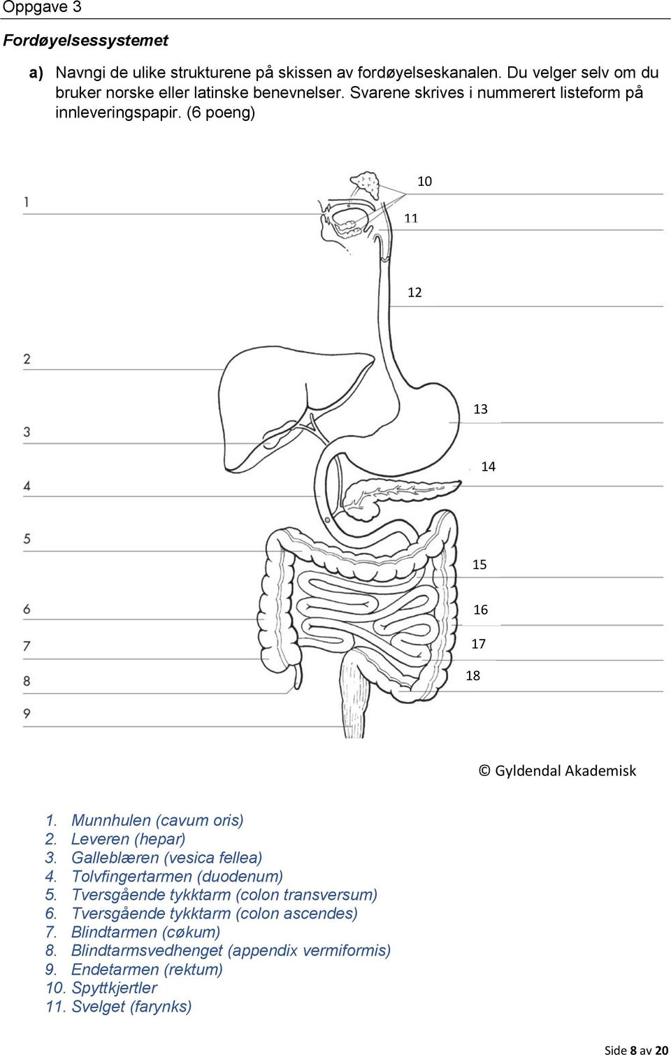 Munnhulen (cavum oris) 2. Leveren (hepar) 3. Galleblæren (vesica fellea) 4. Tolvfingertarmen (duodenum) 5. Tversgående tykktarm (colon transversum) 6.