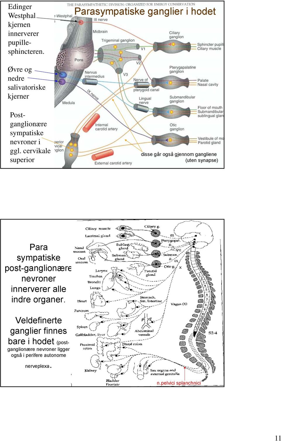 cervikale superior disse går også gjennom gangliene (uten synapse) Para sympatiske post-ganglionære nevroner