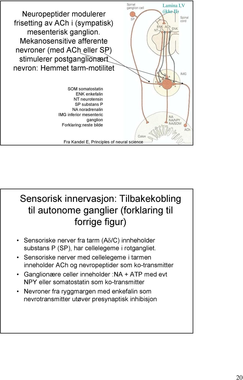 noradrenalin IMG inferior mesenteric ganglion Forklaring:neste bilde Fra Kandel E, Principles of neural science Sensorisk innervasjon: Tilbakekobling til autonome ganglier (forklaring til forrige