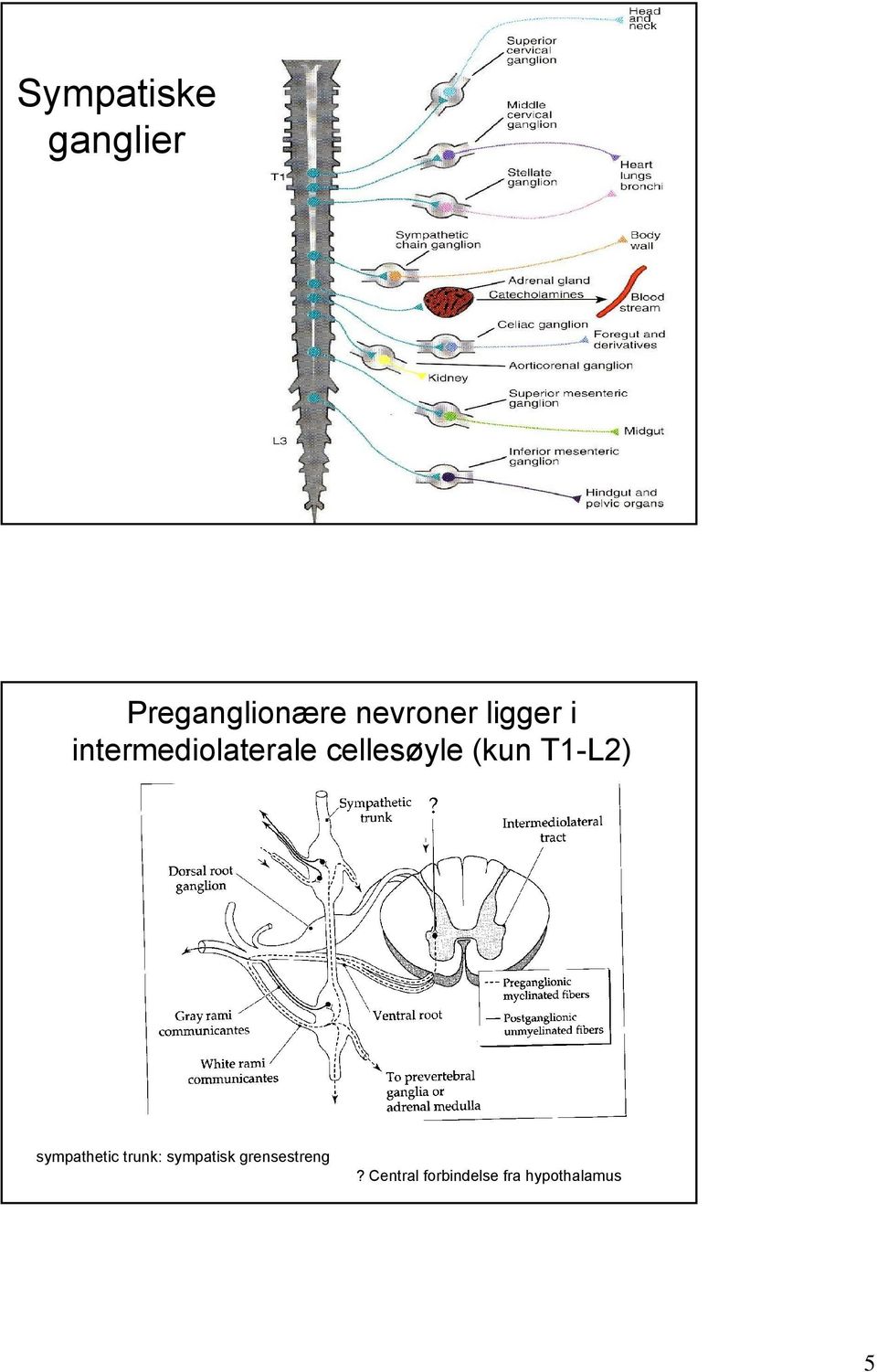 T1-L2) sympathetic trunk: sympatisk