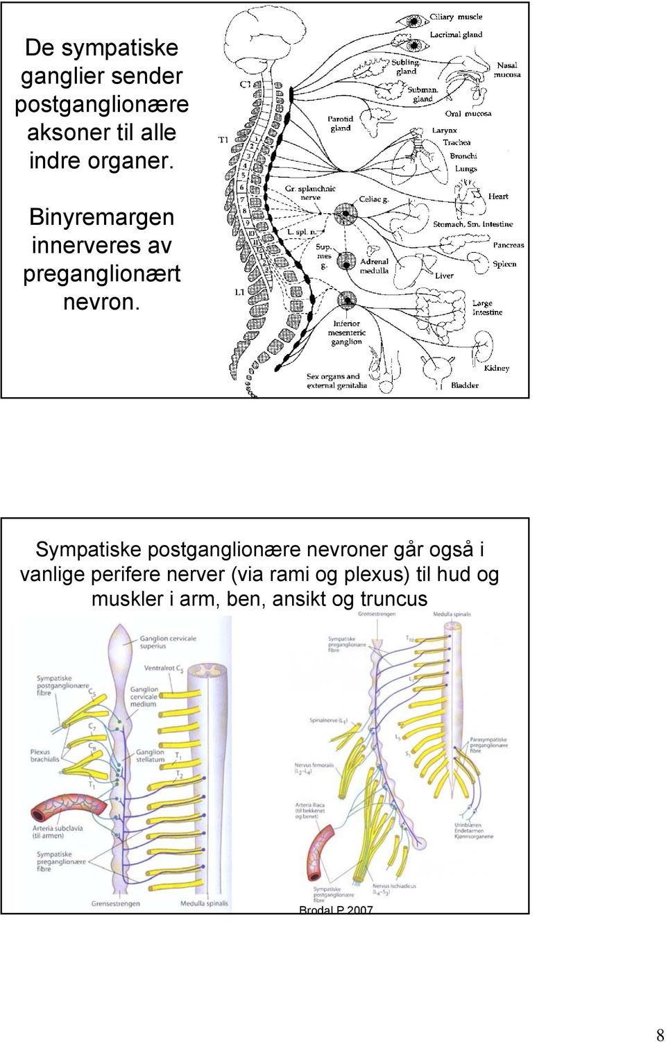 Sympatiske postganglionære nevroner går også i vanlige perifere nerver