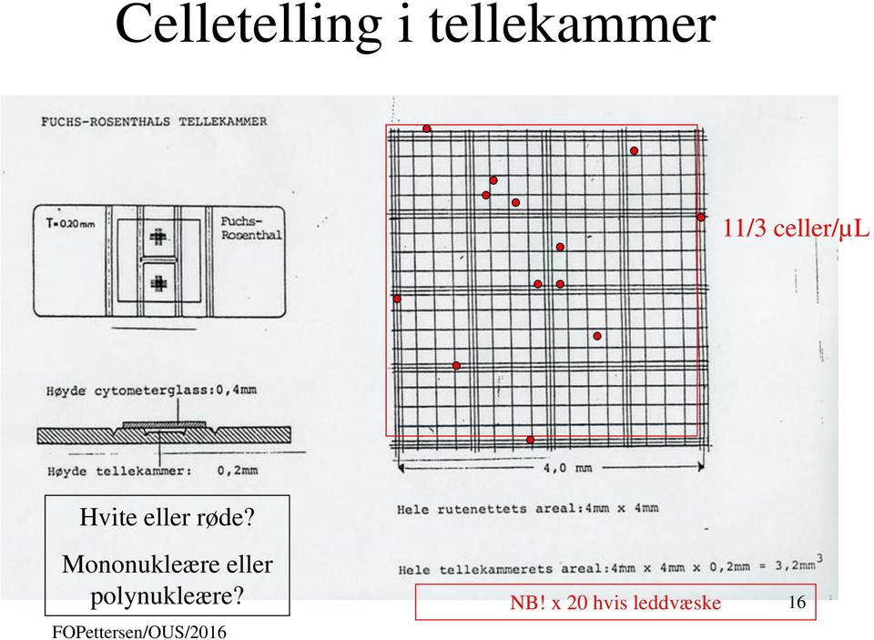 Mononukleære eller polynukleære?