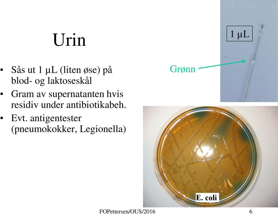 under antibiotikabeh. Evt.