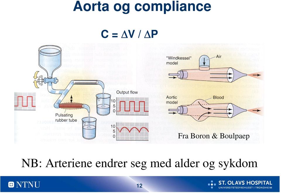 Boulpaep NB: Arteriene