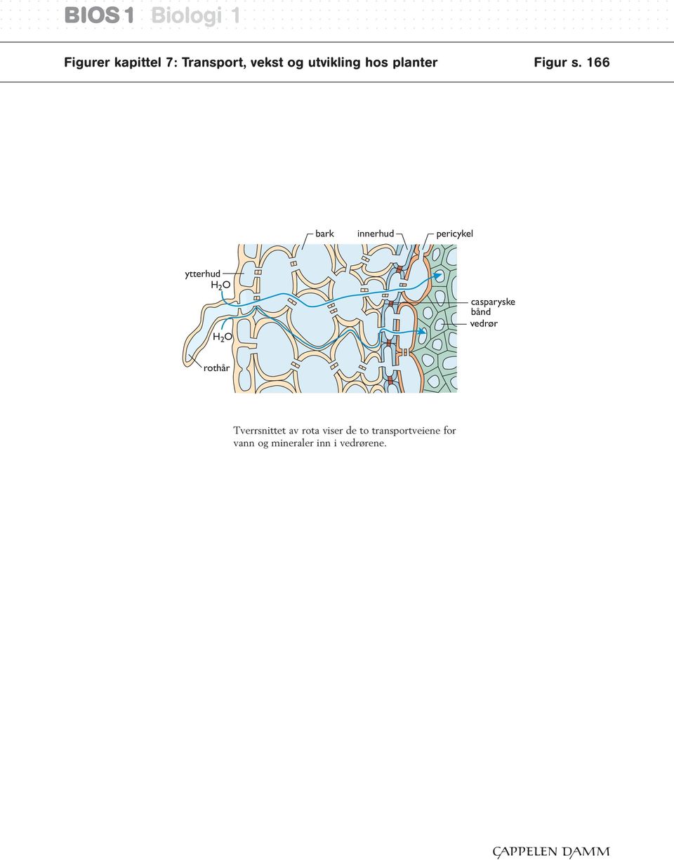 ................... Figurer kapittel 7: Transport, vekst og utvikling hos planter Figur s.