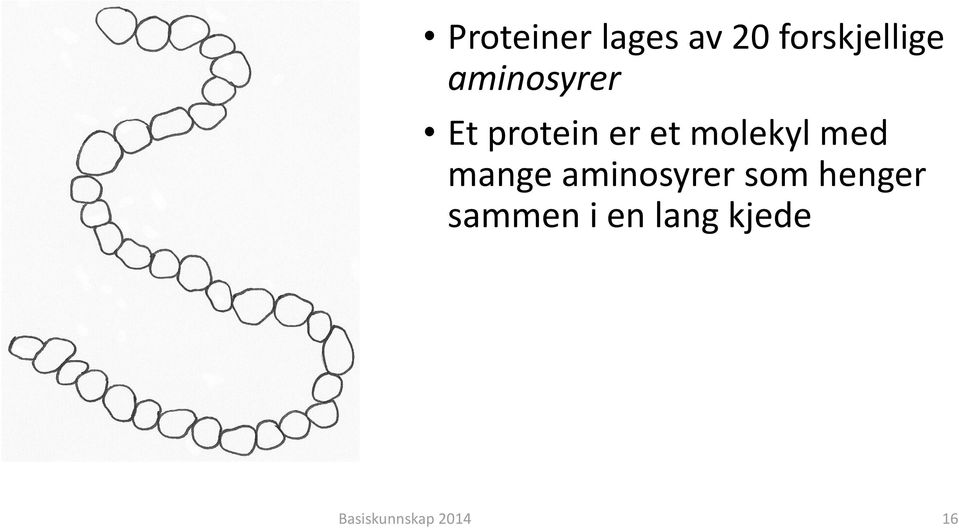 protein er et molekyl med mange