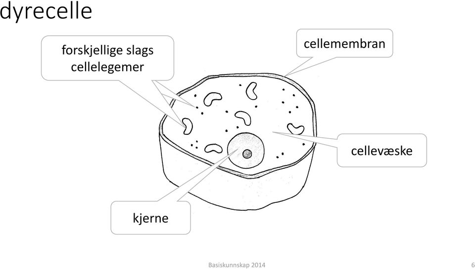 cellelegemer
