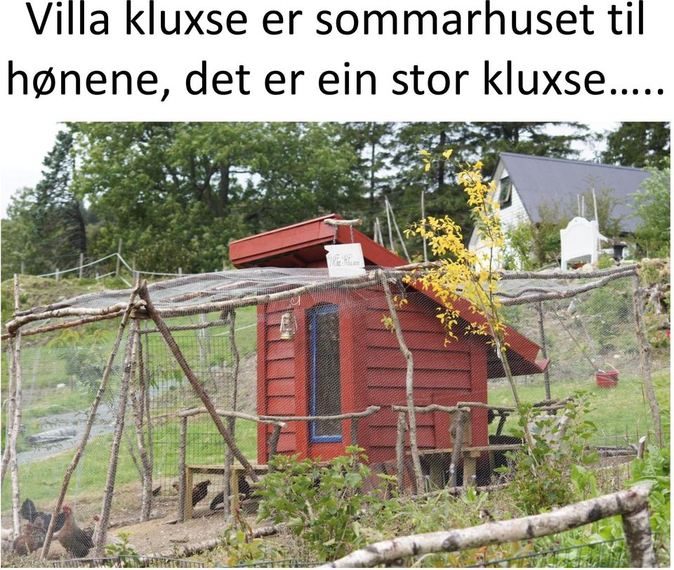 hønene, det er