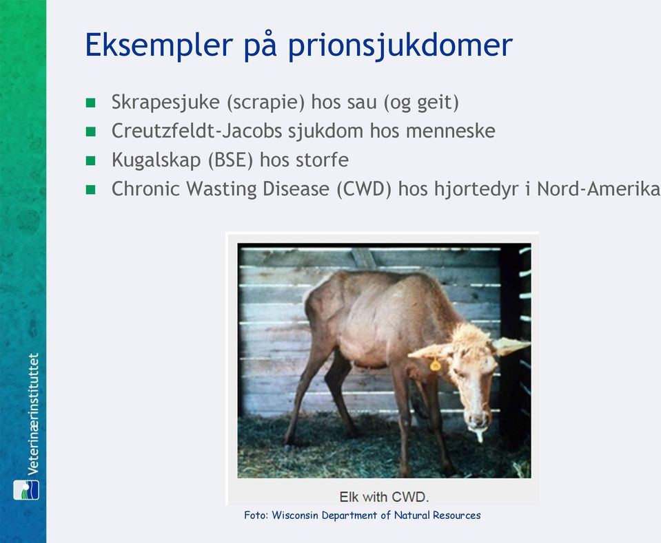 (BSE) hos storfe Chronic Wasting Disease (CWD) hos hjortedyr