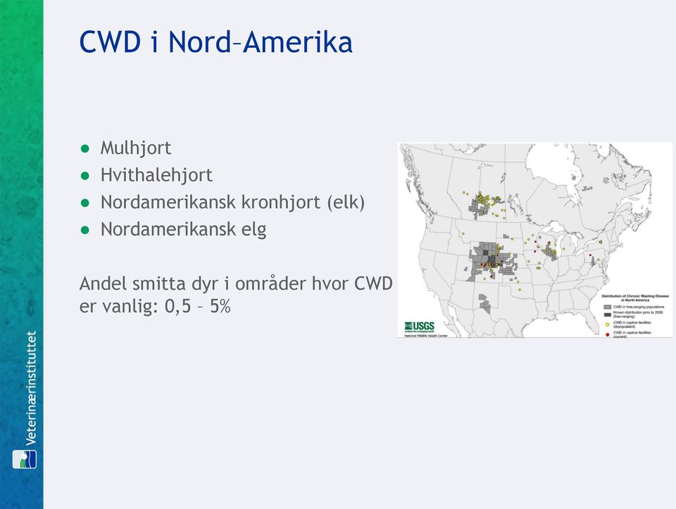 kronhjort (elk) Nordamerikansk elg