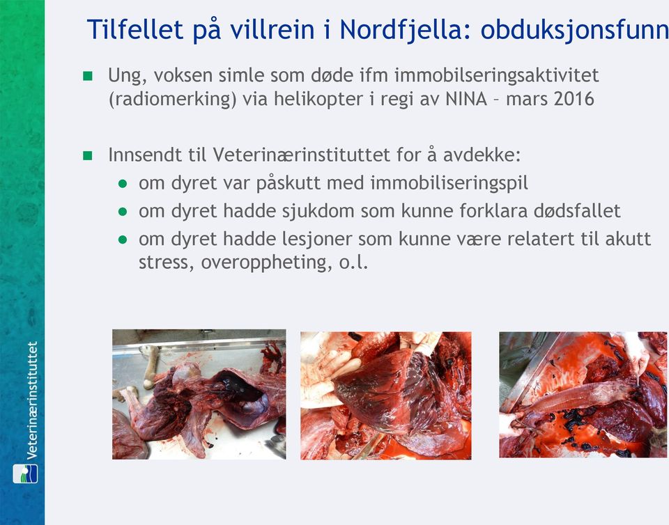 Veterinærinstituttet for å avdekke: om dyret var påskutt med immobiliseringspil om dyret hadde