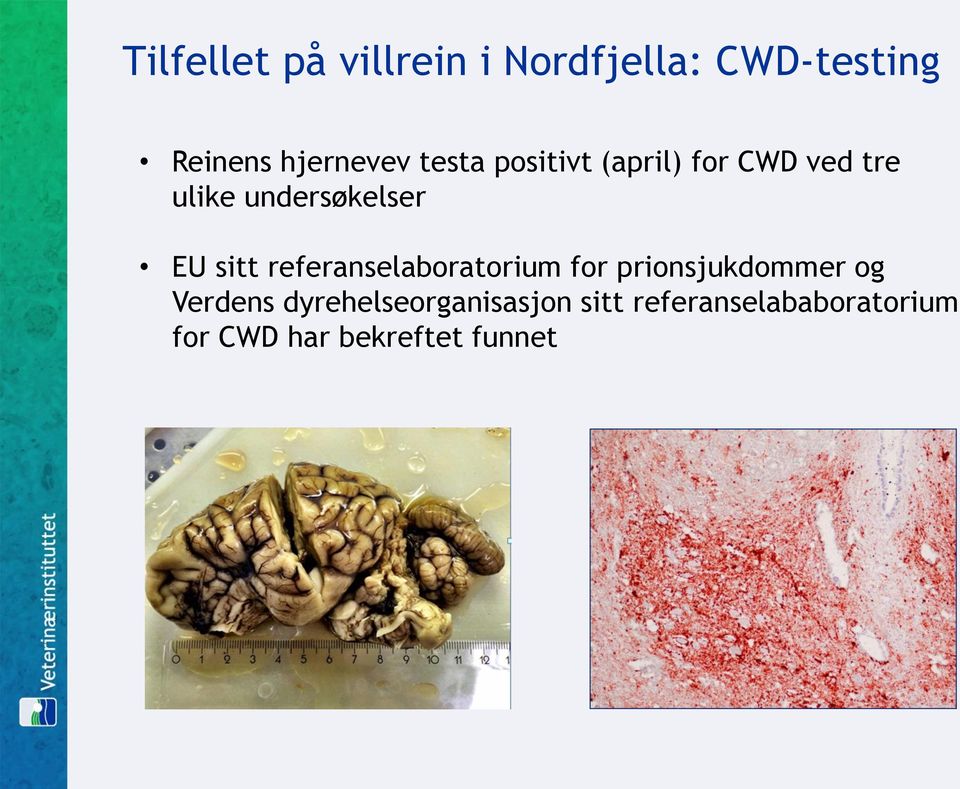 referanselaboratorium for prionsjukdommer og Verdens