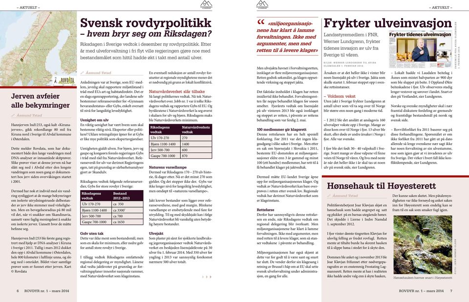 Slike prøver viser at denne jerven nå har slått seg ned i Alvdal etter den lengste vandringen som noen gang er dokumentert hos jerv siden overvåkingen startet i 2001.