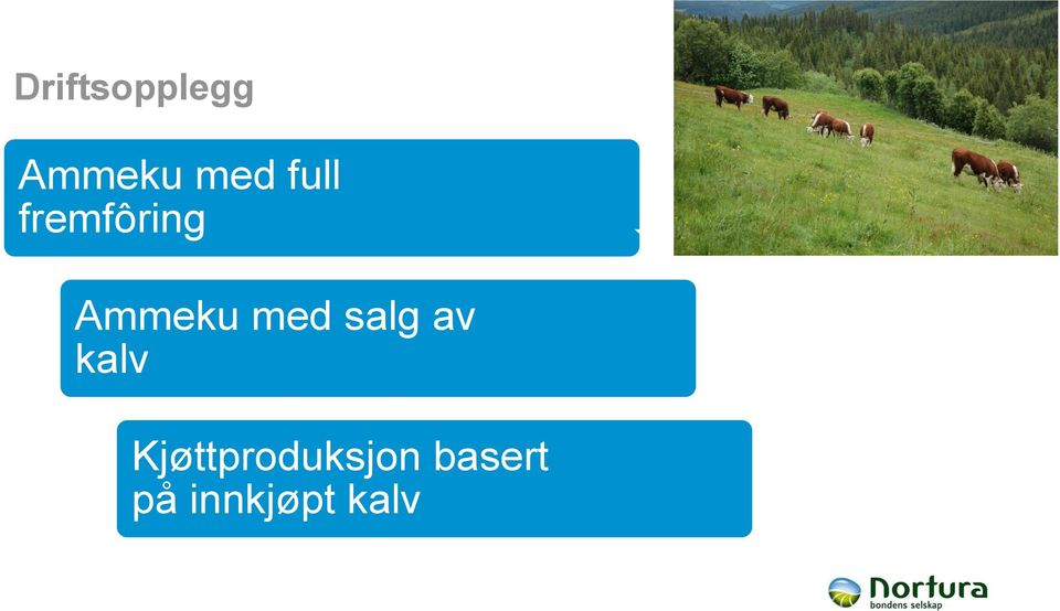 med salg av kalv