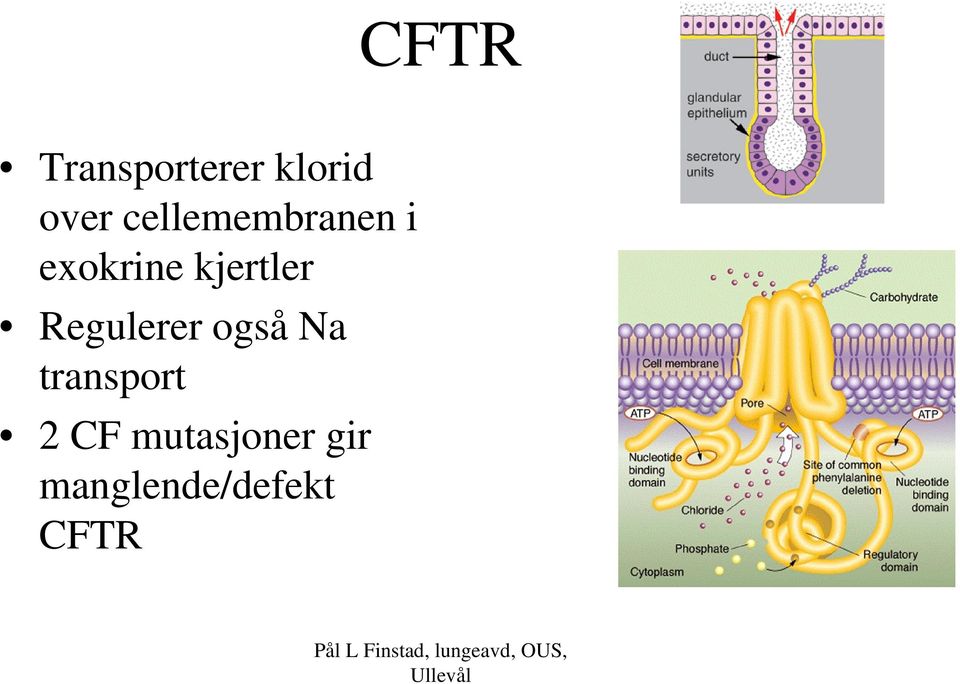 kjertler Regulerer også Na