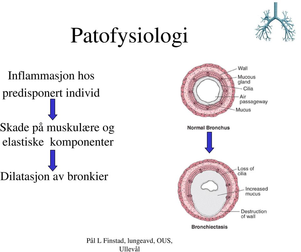 Skade på muskulære og