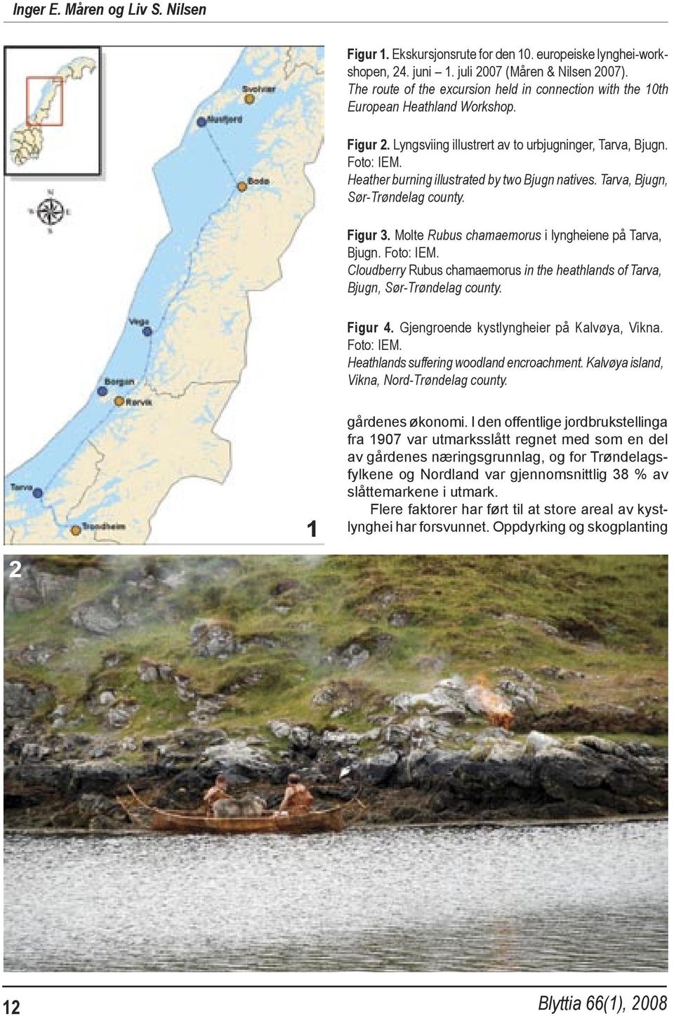 Heather burning illustrated by two Bjugn natives. Tarva, Bjugn, Sør-Trøndelag county. Figur 3. Molte Rubus chamaemorus i lyngheiene på Tarva, Bjugn. Foto: IEM.