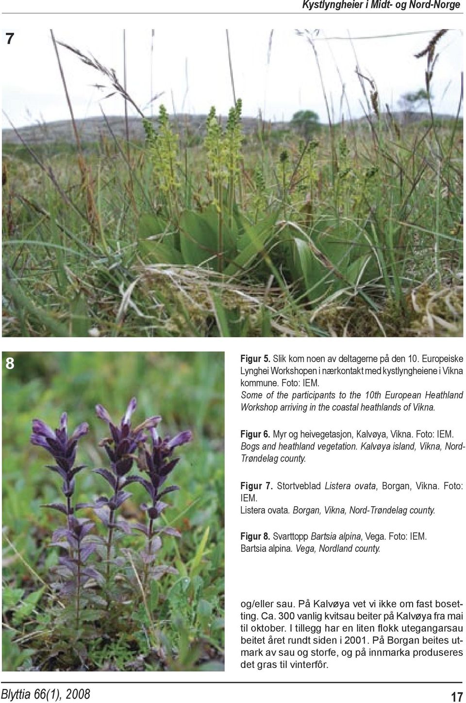 Kalvøya island, Vikna, Nord- Trøndelag county. Figur 7. Stortveblad Listera ovata, Borgan, Vikna. Foto: IEM. Listera ovata. Borgan, Vikna, Nord-Trøndelag county. Figur 8.