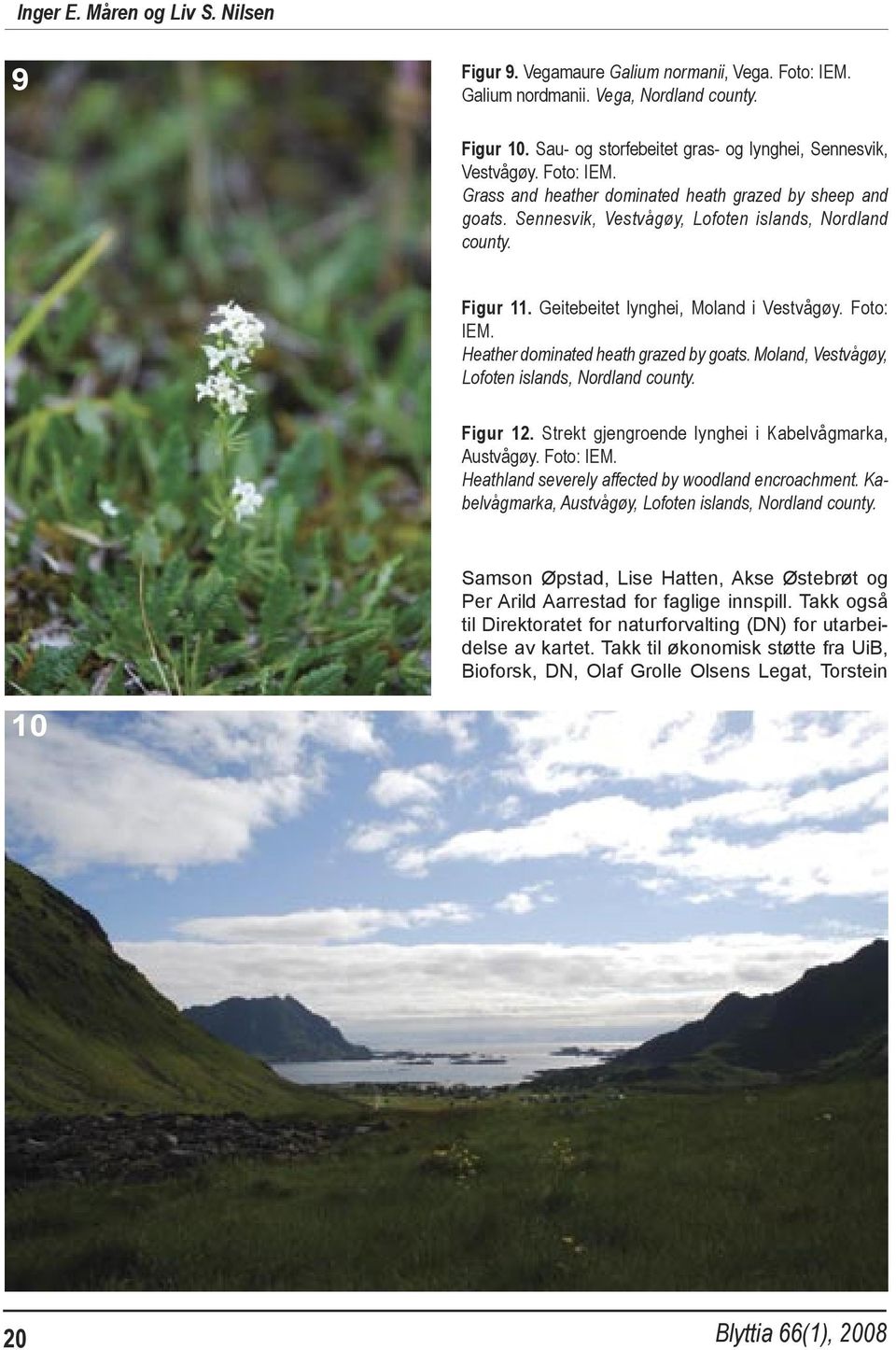 Heather dominated heath grazed by goats. Moland, Vestvågøy, Lofoten islands, Nordland county. Figur 12. Strekt gjengroende lynghei i Kabelvågmarka, Austvågøy. Foto: IEM.