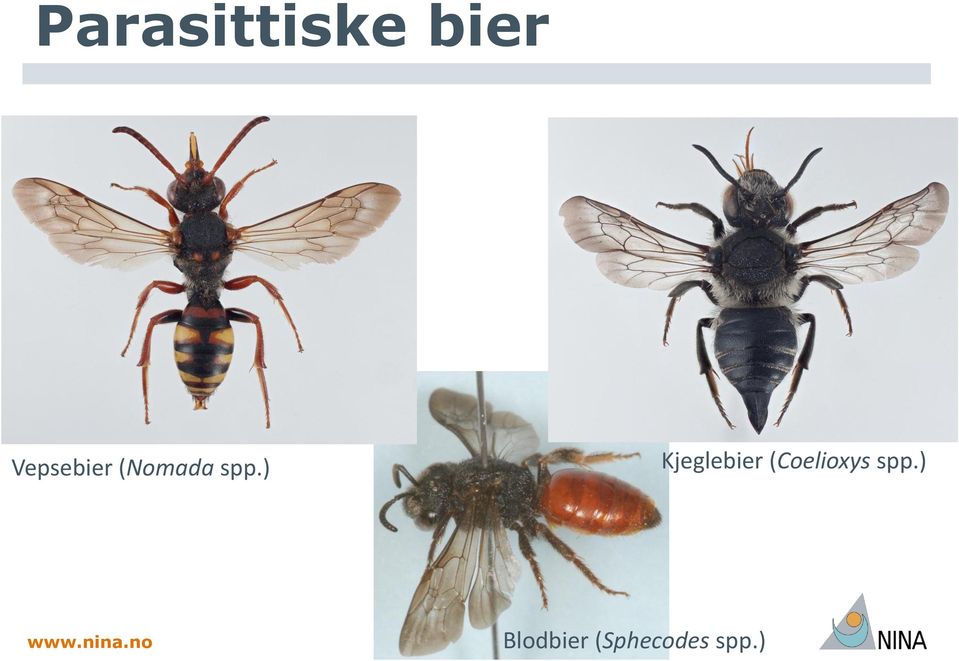 ) Kjeglebier (Coelioxys