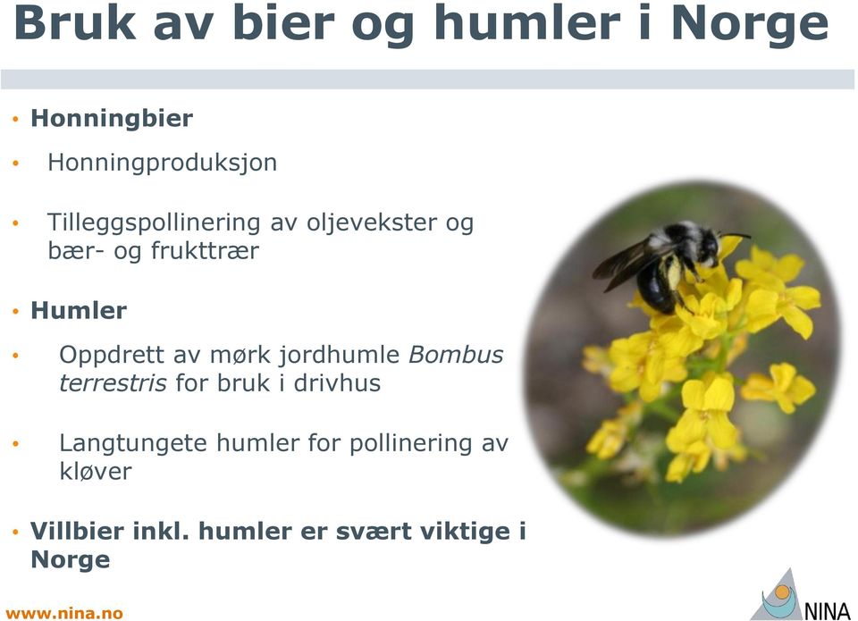 Oppdrett av mørk jordhumle Bombus terrestris for bruk i drivhus