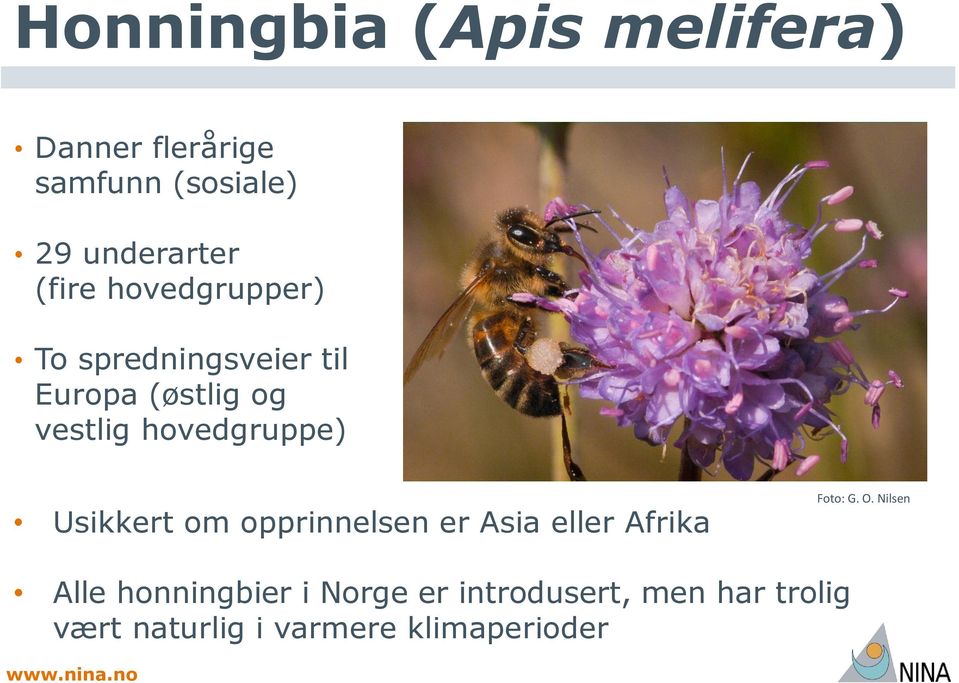 hovedgruppe) Usikkert om opprinnelsen er Asia eller Afrika Foto: G. O.