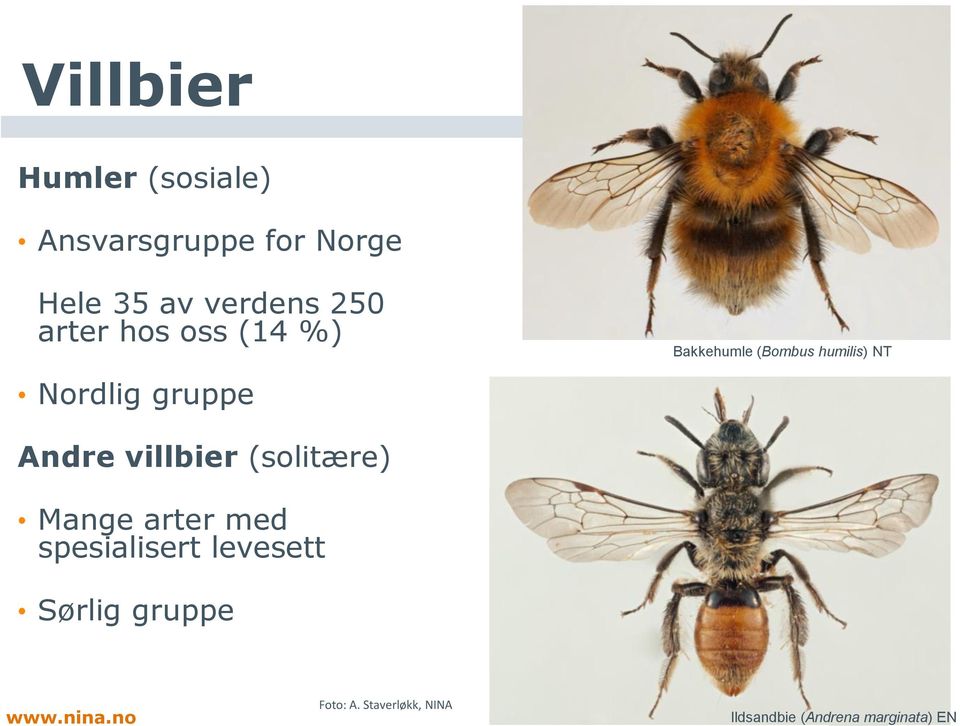 NT Andre villbier (solitære) Mange arter med spesialisert levesett