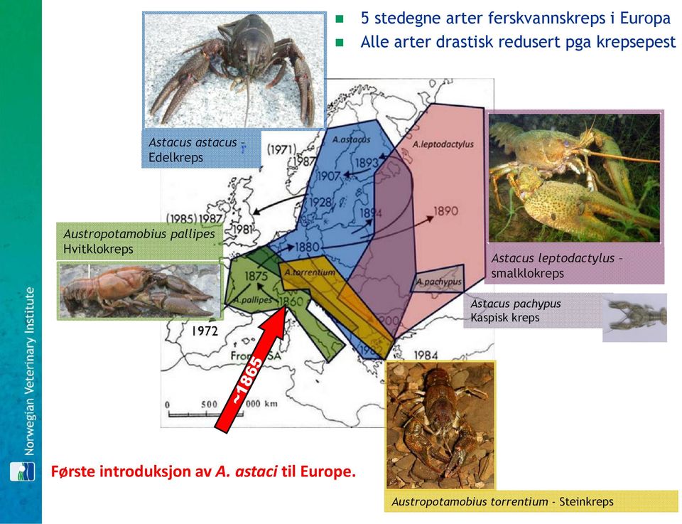 Astacus leptodactylus smalklokreps Astacus pachypus Kaspisk kreps Første