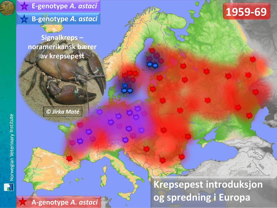 bærer av krepsepest Jirka Maté A-genotype A.