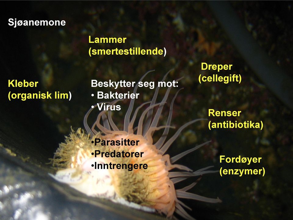 Virus Parasitter Predatorer Inntrengere Dreper