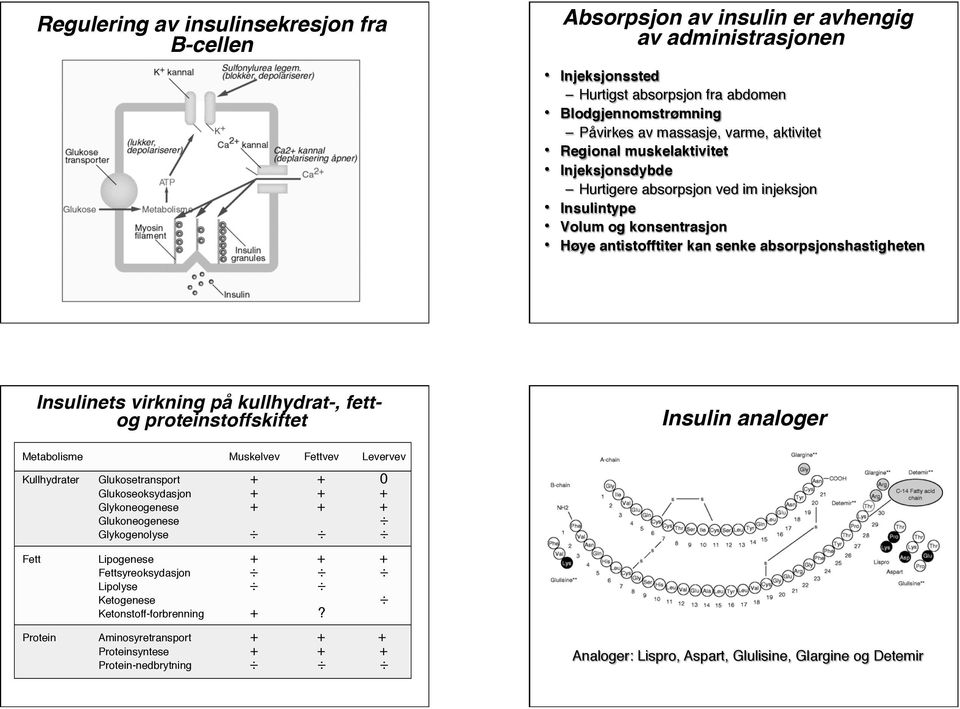 kullhydrat-, fettog proteinstoffskiftet Insulin analoger Metabolisme Muskelvev Fettvev Levervev Kullhydrater Glukosetransport + + 0 Glukoseoksydasjon + + + Glykoneogenese + + + Glukoneogenese