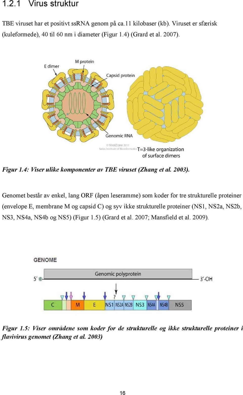 Genomet består av enkel, lang ORF (åpen leseramme) som koder for tre strukturelle proteiner (envelope E, membrane M og capsid C) og syv ikke strukturelle