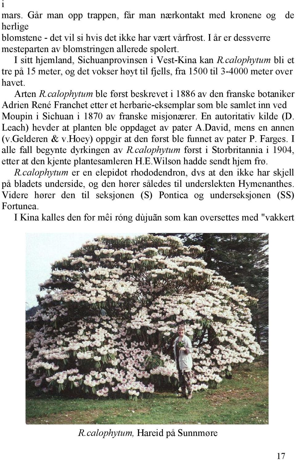 calophytum ble først beskrevet i 1886 av den franske botaniker Adrien René Franchet etter et herbarie-eksemplar som ble samlet inn ved Moupin i Sichuan i 1870 av franske misjonærer.