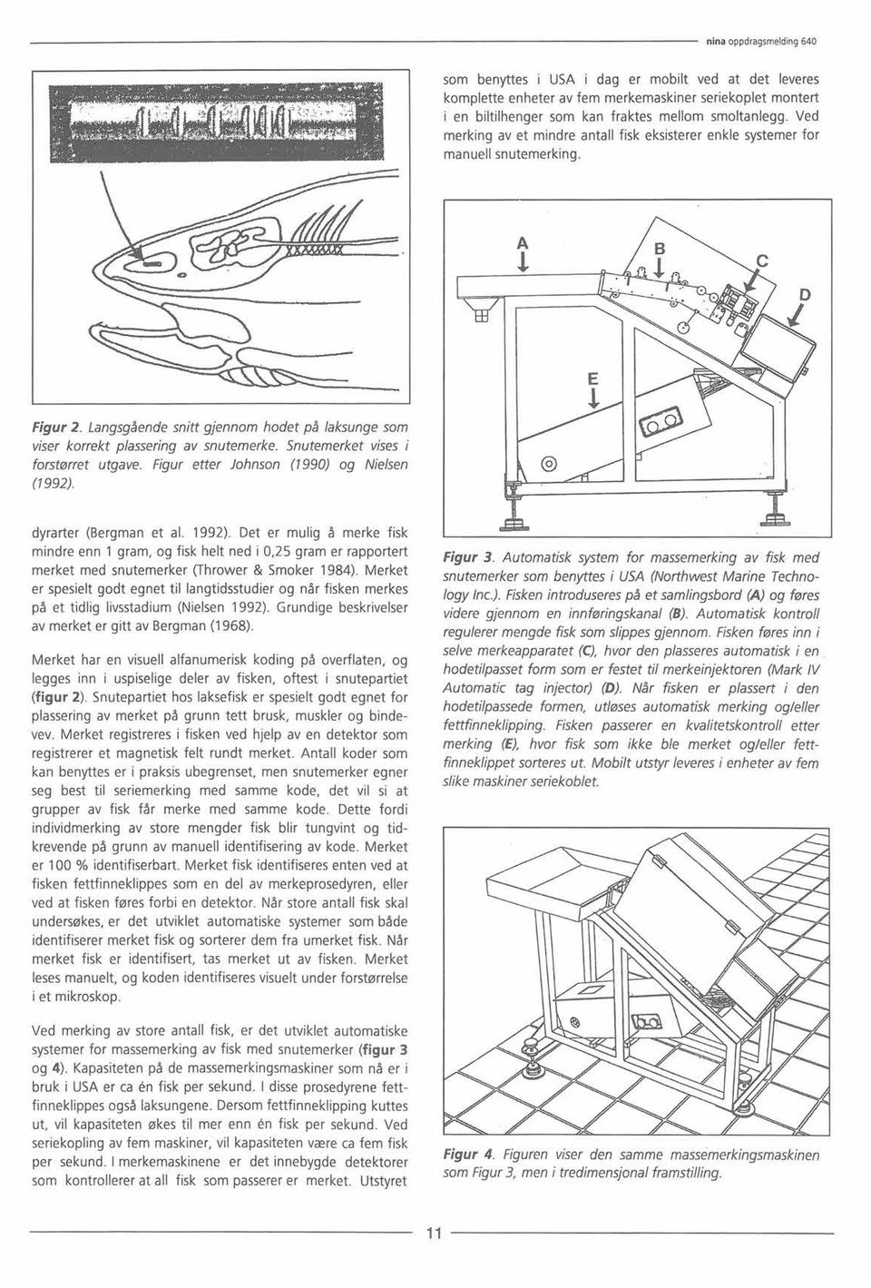 Snutemerket vises forstørret utgave. Figur etter Johnson (1990) og Nielsen (1992). dyrarter (Bergman et al. 1992).