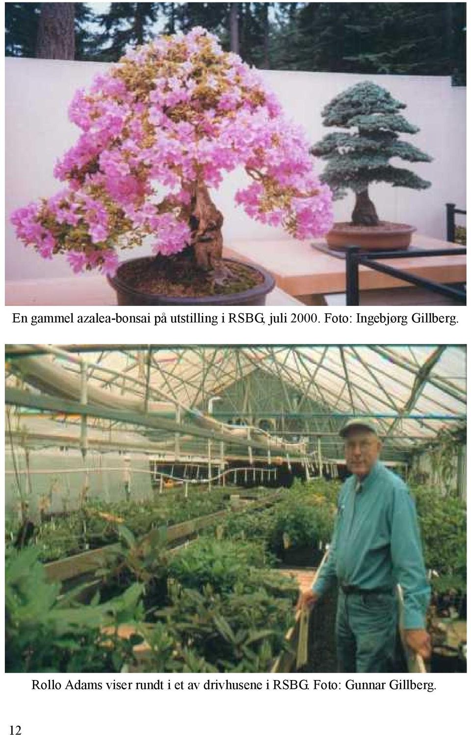 En gammel azalea-bonsai på utstilling i RSBG, juli 2000.