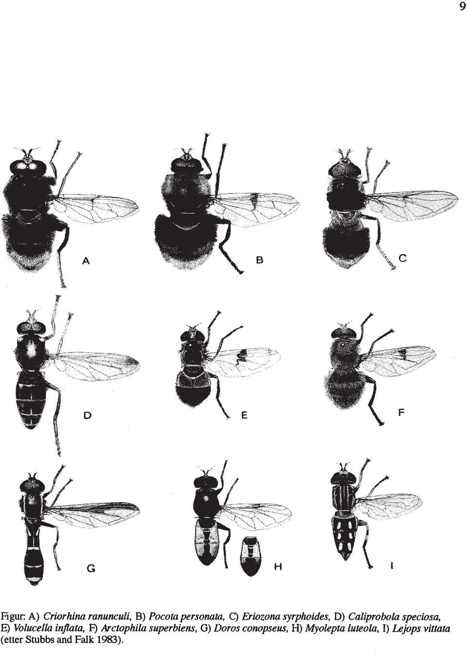 inflata, F) Arctophila superbiens, G) Doros conopseus, H)