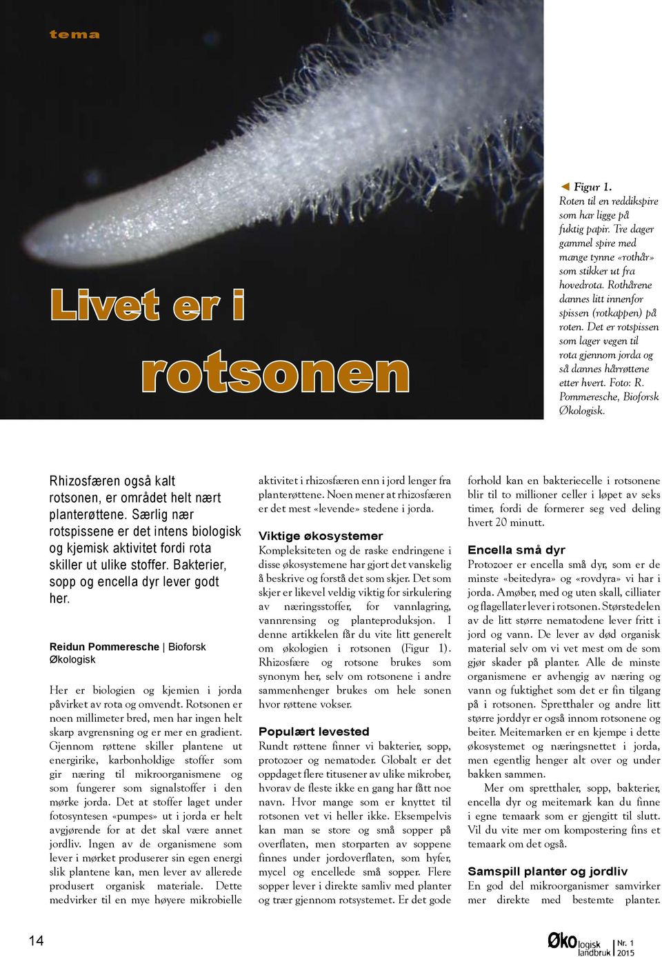 Rhizosfæren også kalt rotsonen, er området helt nært planterøttene. Særlig nær rotspissene er det intens biologisk og kjemisk aktivitet fordi rota skiller ut ulike stoffer.