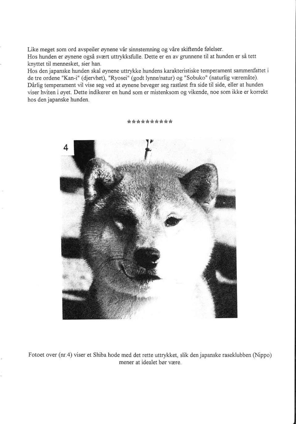 Hos den japanske hunden skal øynene uttrykke hundens karakteristiske temperament sammenfattet i de tre ordene "Kan-i" (djervhet), "Ryosei" (godt lynne/natur) og "Sobuko" (naturlig væremåte).