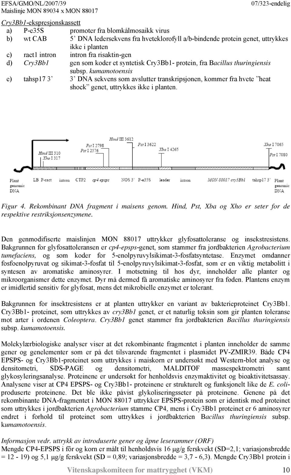 kumamotoensis e) tahsp17 3 3 DNA sekvens som avslutter transkripsjonen, kommer fra hvete heat shock genet, uttrykkes ikke i planten. Figur 4. Rekombinant DNA fragment i maisens genom.