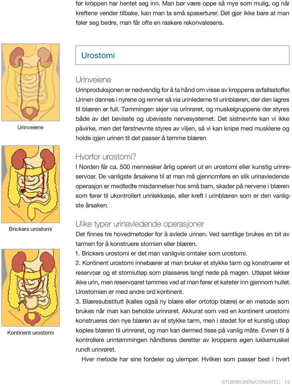 Urinen dannes i nyrene og renner så via urinlederne til urinblæren, der den lagres til blæren er full.